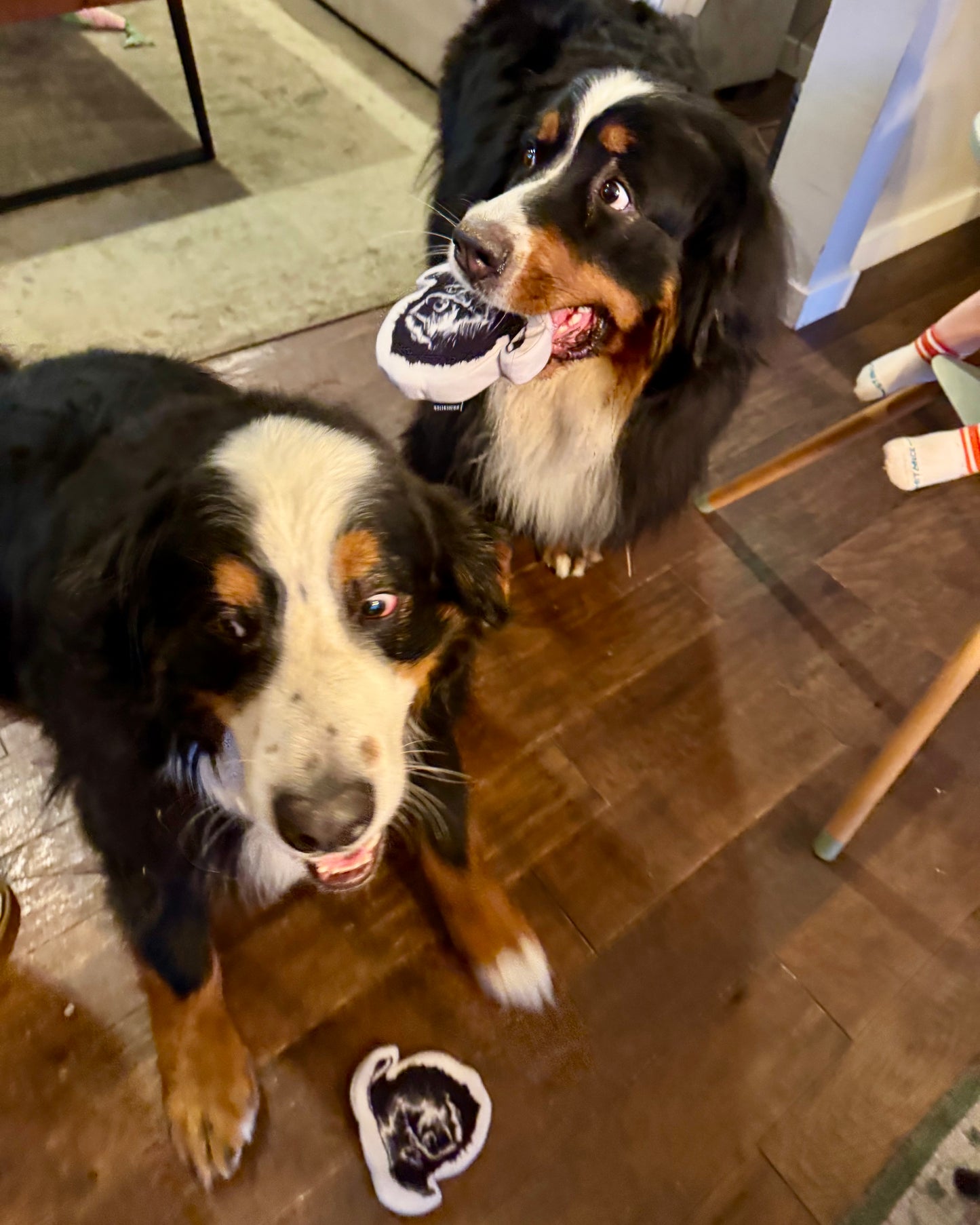 The Bear Buddy – Squeaky Dog Toy